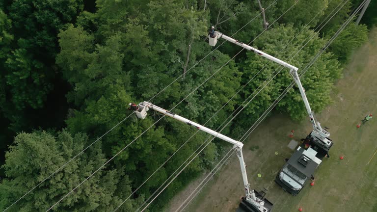 Best Utility Line Clearance  in North Babylon, NY