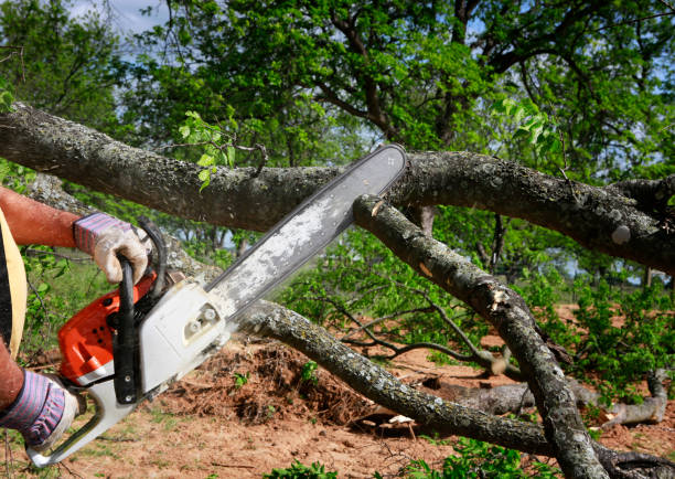 Best Tree Cabling and Bracing  in North Babylon, NY